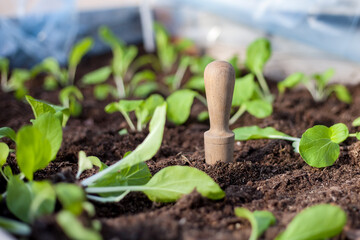 Closeup on small seedlings