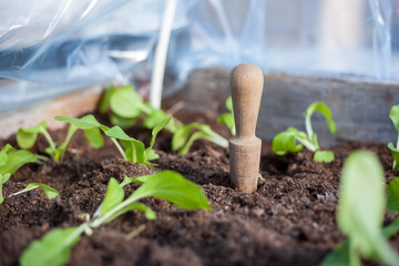 Planting out seedlings in soil