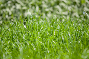 summer grass field with sunny background