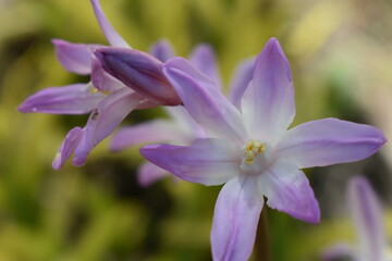 The first chionodoxa flowers in spring