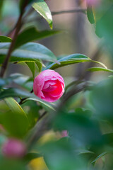 Single Pink Camellia Bud Blooming