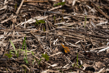 close-up with dry grass with some green grass stalks and a colorful butterfly in the middle