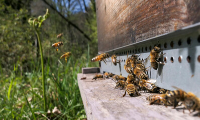 Abeilles en vol d'atterrissage sur la ruche de retour de butinage