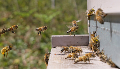 Abeilles en vol d'atterrissage sur la ruche à la queue leu leu de retour de butinage