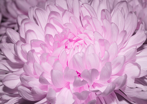 Light purple Chrysanthemum Flower. Pink flower background. Happy Birthday, Mother's Day, International Women Day greeting card, holiday background.