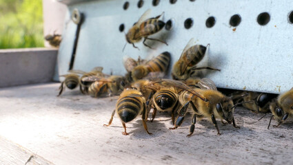 Gros plan sur des gardiennes à l'entrée de la ruche