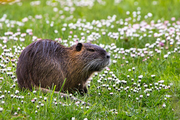 Nutria auf Blumenwiese