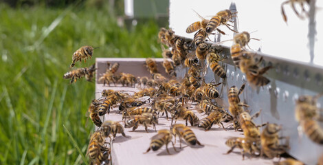 Abeilles désoeuvrées au trou du vol 