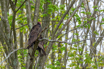 Pair of turkey vultures or buzzards perched in tree in forest
