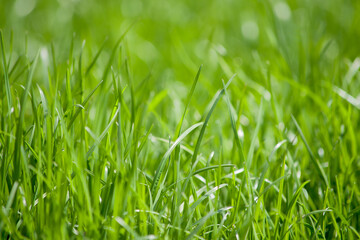 Fototapeta na wymiar summer grass field with defocused background