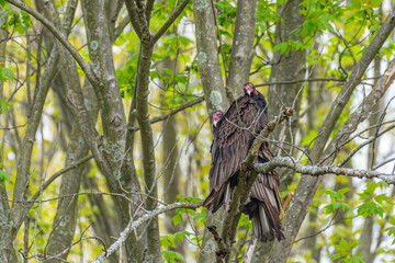 Pair of turkey vultures or buzzards perched in tree in forest