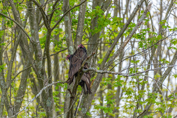 Pair of turkey vultures or buzzards perched in tree in forest 