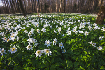 Anemone nemorosa flowers in forest. Spring nature