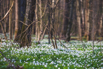 Anemone nemorosa flowers in forest. Spring nature blurred background