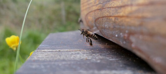 Décollage d'ne butineuse depuis sa ruche et bouton d'or