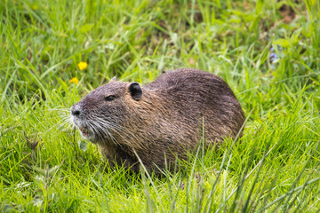 nutria