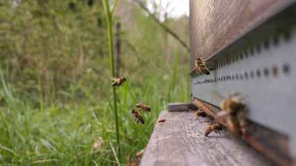 Ballet incessant des abeilles butineuses à l'entrée de ruche