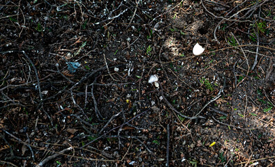 egg shell © JDD