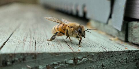 Abeille gardienne mena&ccedil;ante devant l'entr&eacute;e de ruche