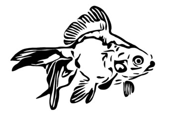 Goldfish vector illustration outlines