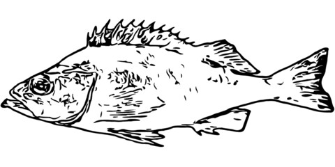 Fish outlines in black and white