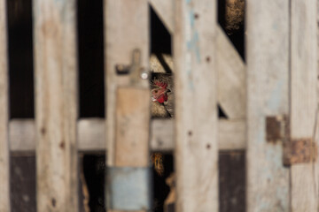 roosters and hen on the farm look through the gap of the fence, poultry, locked, caged