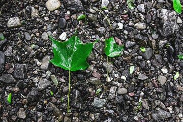 濡れた葉っぱの親子