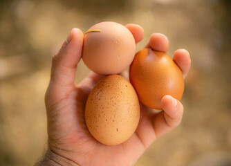 Recogida de huevos de producción ecológica.