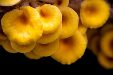 Yellow oyster mushroom, Mushroom cultivation, healthy organic food