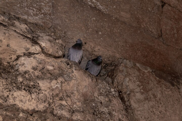 Wild pigeons  live in underground rooms in the ruins of the Maresha city, at Beit Guvrin, near Kiryat Gat, in Israel