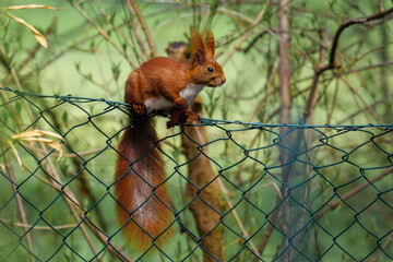 Eichh&ouml;rnchen auf dem Zaun