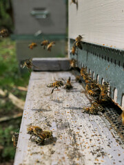 Vol et atterrissage d'abeilles butineuses de retrou à la ruche