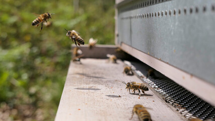 Trou du vol de la ruche : abeilles en activité de butinage et gardiennage