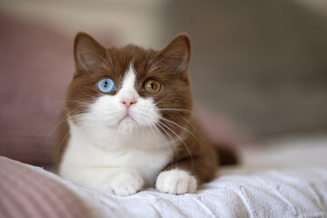 Fototapeta na wymiar Edwl- Cinnamon white Luxus Kater Odd eyed Katze imposant