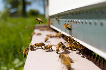 Au trou du vol : abeilles gardiennes au travail