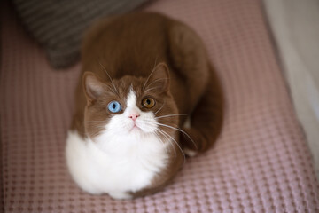 Edwl- Cinnamon white Luxus Kater Odd eyed Katze imposant