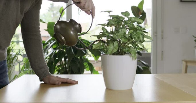 Man taking care of his potted plants at home : A man waters his green plant. Nice and modern space of home interior with a green plant placed on a wooden table in the foreground. Cozy home decor.