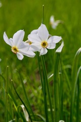 Duo de narcisses sauvages