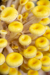 Yellow oyster mushroom, Mushroom cultivation, healthy organic food