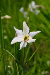 La narcisse sauvage