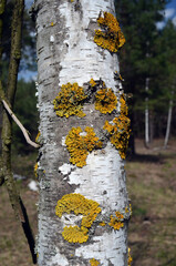 Forest near Kiev at spring