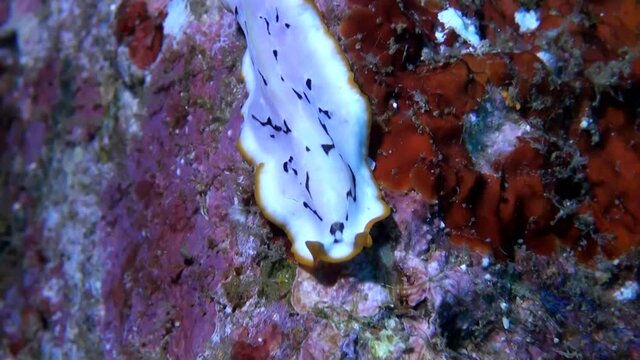 
Flatworm (Pseudoceros Scriptus) Crawling on a Wreck - Close Up - Philippines