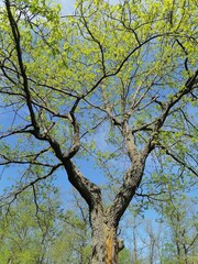 summer tree