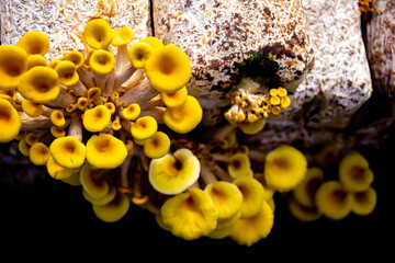 Yellow oyster mushroom. The cultivation of golden oyster mushroom in farm