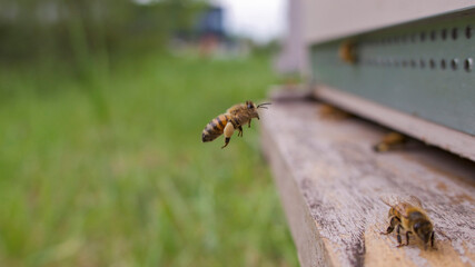 Abeille butineuse rentrant les pattes chargées de 2 pelotes de pollen