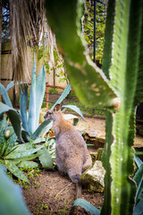 Canguru entre cactus