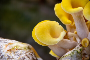 Yellow oyster mushroom, Mushroom cultivation, healthy organic food