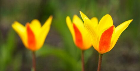 Beautiful early sunlight yellow and red tulips in the flowerbed. Spring concept. Selective focus, blurred bokeh effect.