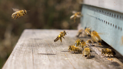 Abeilles de retour &agrave; la ruche et gardiennes au trou  du vol