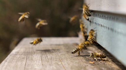 Abeilles au trou du vol : gardiennes et butineuses au décollage et à l'atterrissage